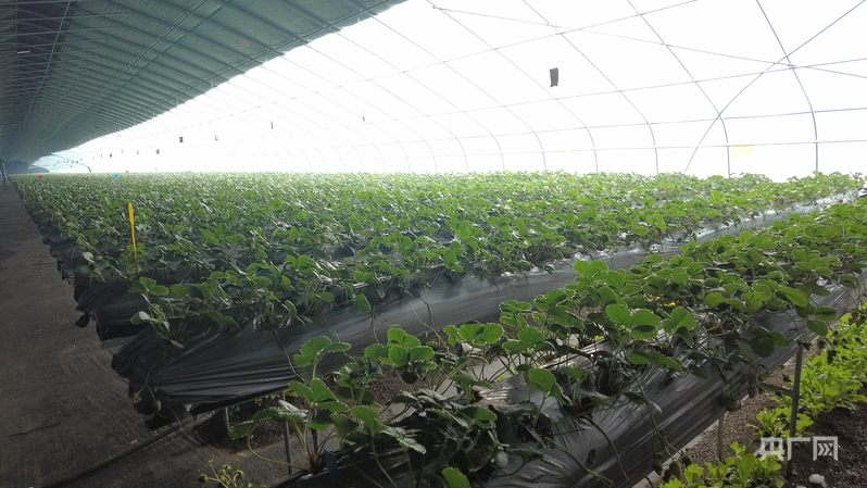 种植高架草莓的温室（央广网记者 刘雨晴 摄）