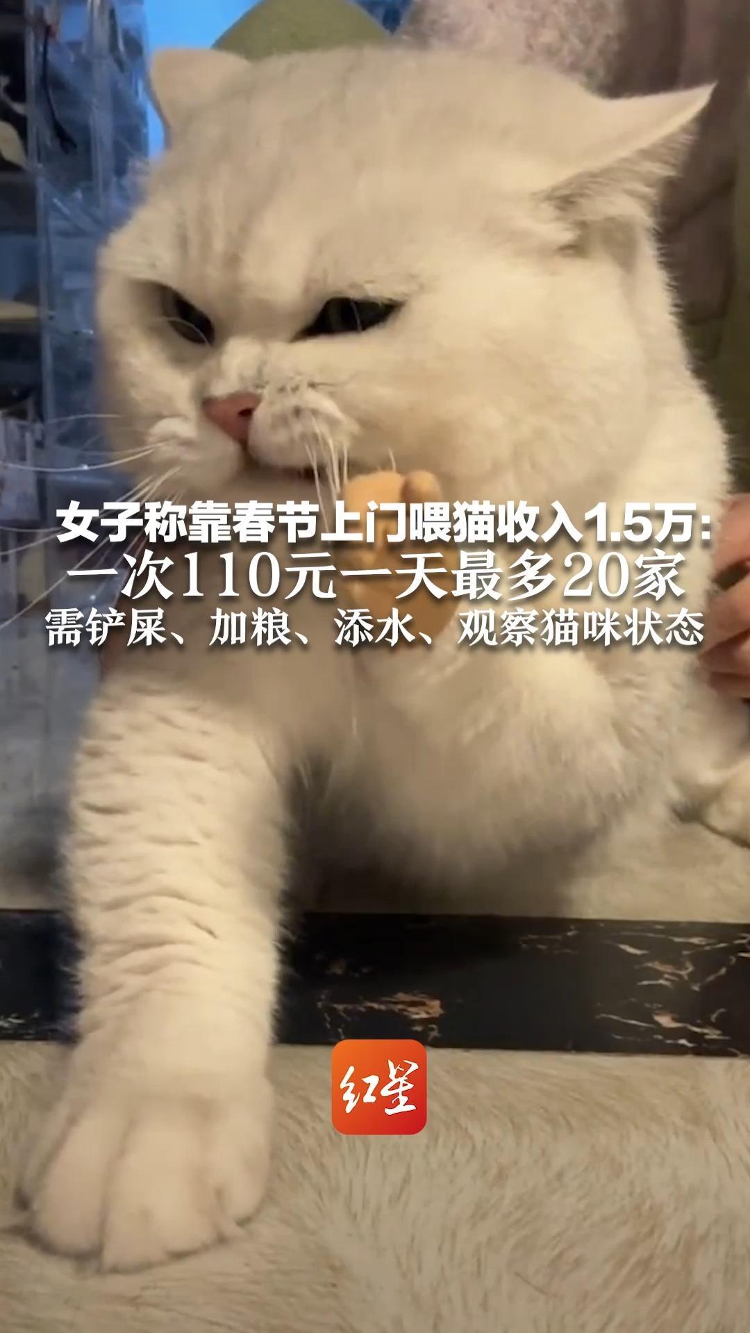 女子称靠春节上门喂猫收入1.5万：一次110元一天最多20家 需铲屎、加粮、添水、观察猫咪状态
