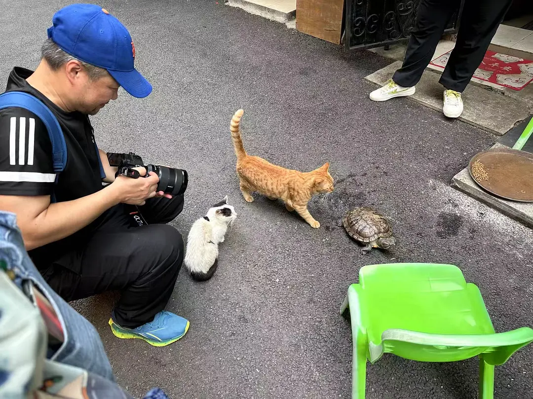 正在拍猫的陆庆屹