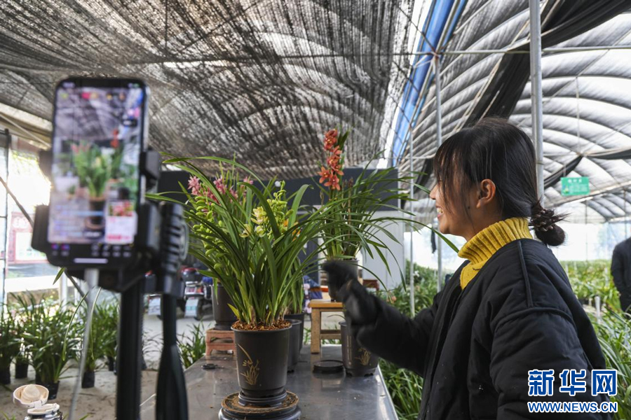 在全南縣花卉種植基地，花農通過現場直播售賣鮮花。新華網發 李國強 攝