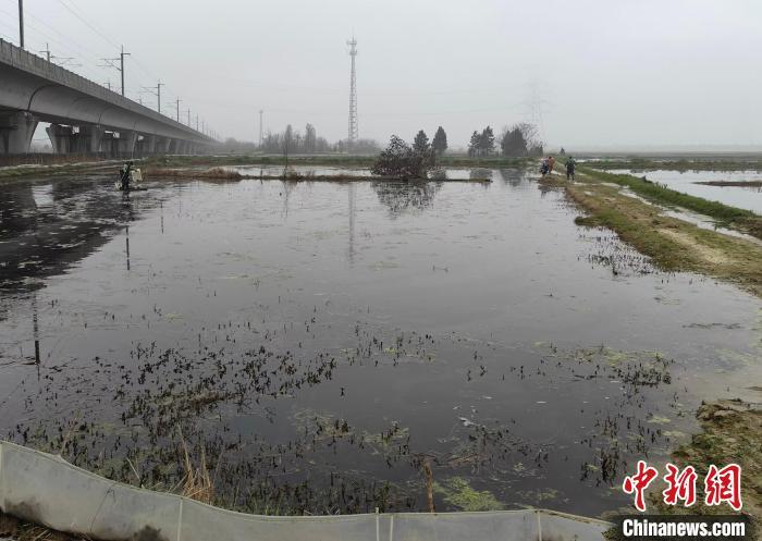 圖為江西省九江市永修縣涂埠鎮南洲村稻蝦種養基地。　受訪者供圖