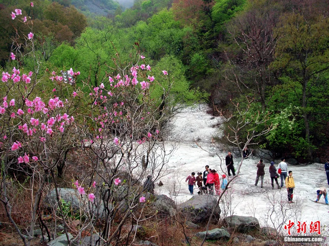 百草畔冰川杜鹃一景。保定文旅供图