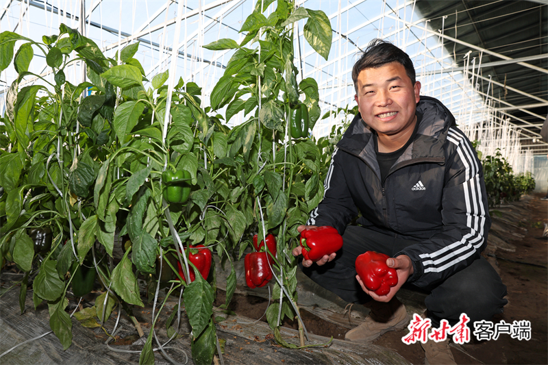 大柳镇东社村村民王晨懋查看彩椒长势　新甘肃本文图片均由新甘肃&middot;甘肃日报记者　田蹊　摄