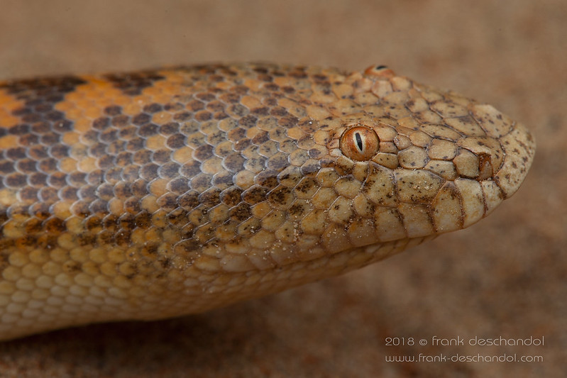 图1.一些沙蚺（例如图中的阿拉伯沙蚺）看似比目鱼一样的搞笑外表，其实是其对生存环境的适应。（图片来源见水印）