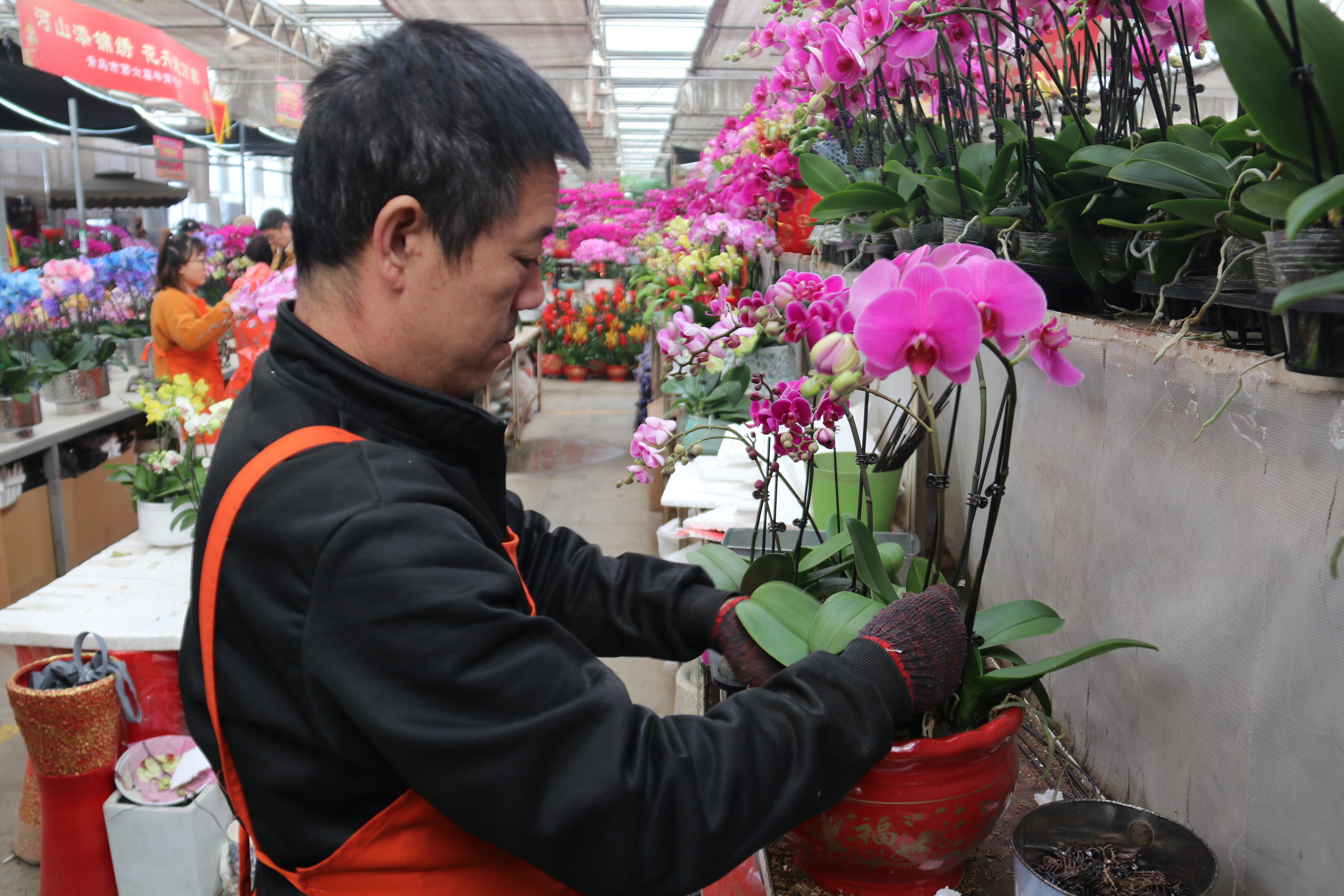 新春走基层—快来崂山区枯桃花卉市场挑选绿植花卉吧！