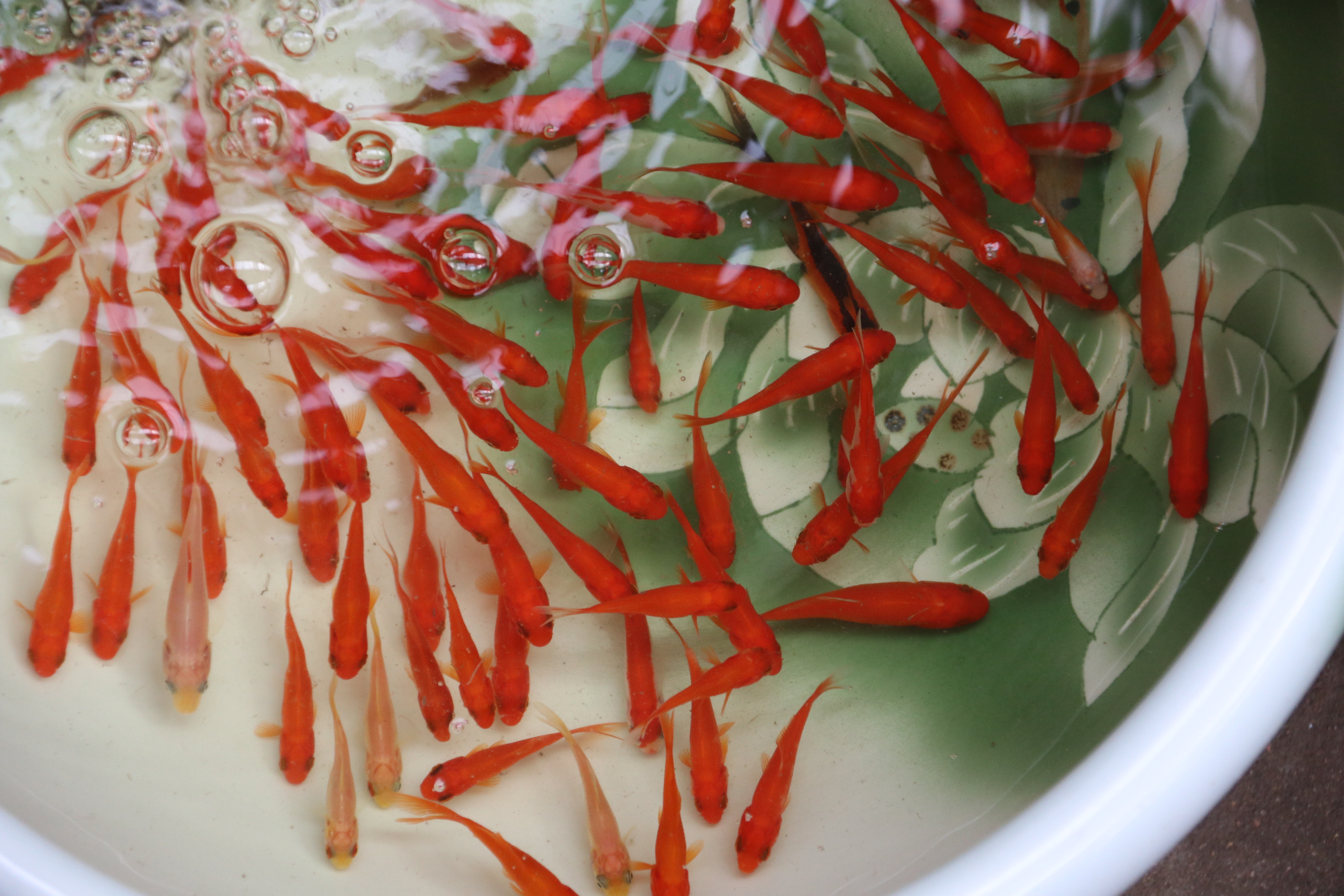 新春走基层—快来崂山区枯桃花卉市场挑选绿植花卉吧！