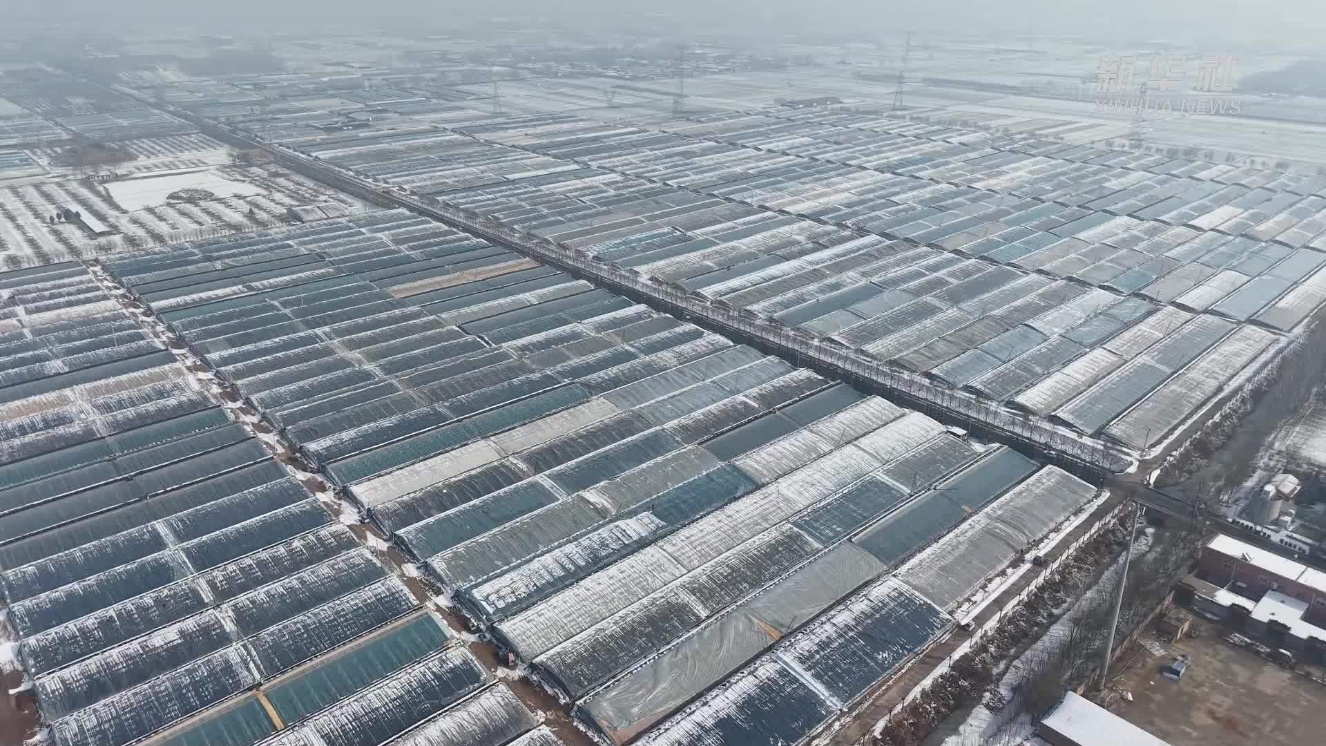 山东冠县：大棚油桃花开“映红”乡村振兴路