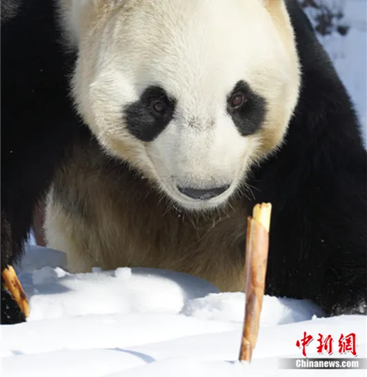 爱宝野生动物世界的大熊猫。保定文旅供图