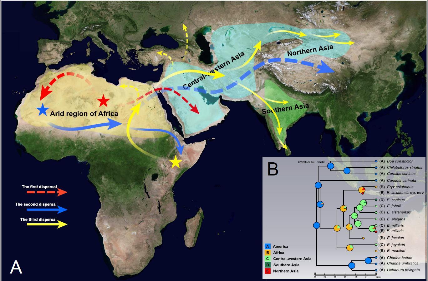 图5.晚新生代沙蚺科一种可能的地理扩散模式