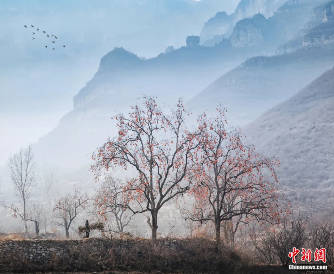 狼牙山的山岚映柿红。周刚 摄