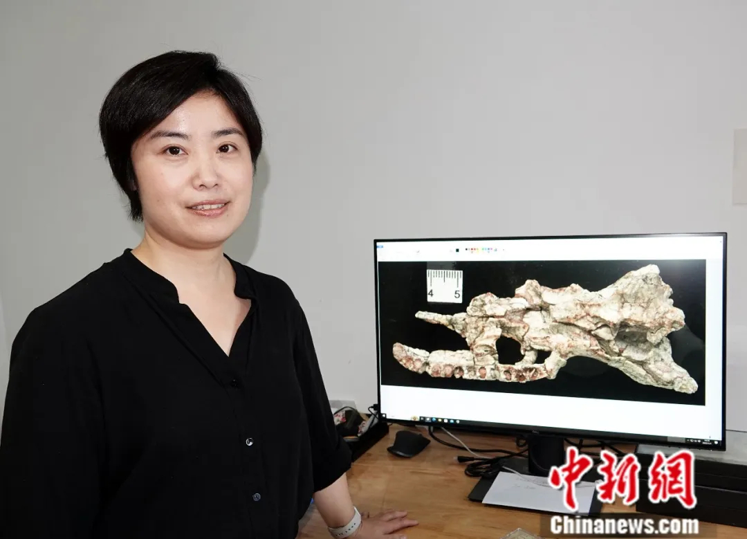 易鸿宇在中国科学院古脊椎所办公室，展示介绍电脑中的蛇化石。中新社记者　孙自法　摄