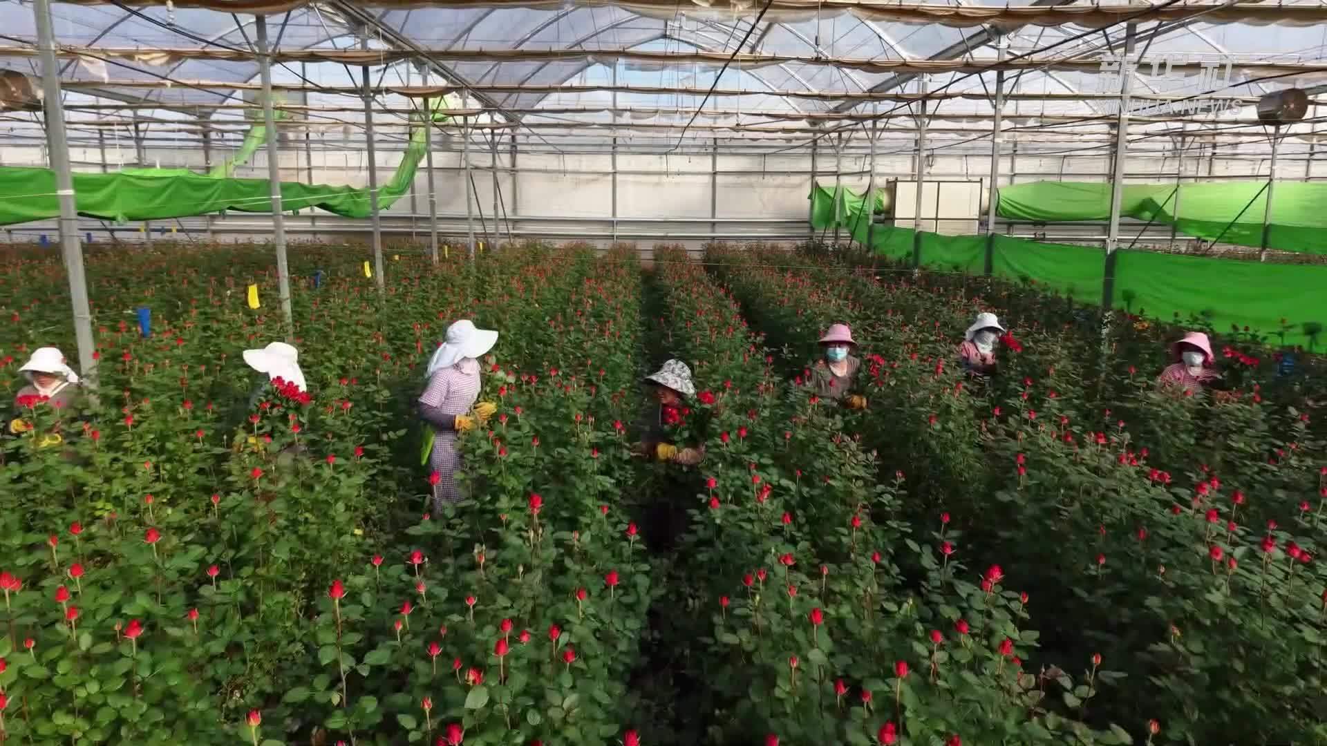 云南姚安：年宵花销售走俏 海外订单稳中有升