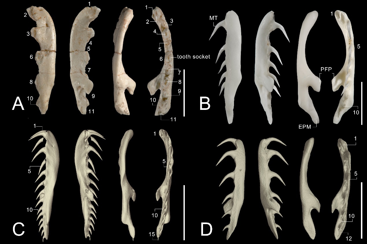 图3.几种沙蚺的上颌骨比较。A 临夏沙蚺 B 红沙蚺 C 糙鳞沙蚺（E. conicus）D 肯尼亚沙蚺（E. colubrinus）