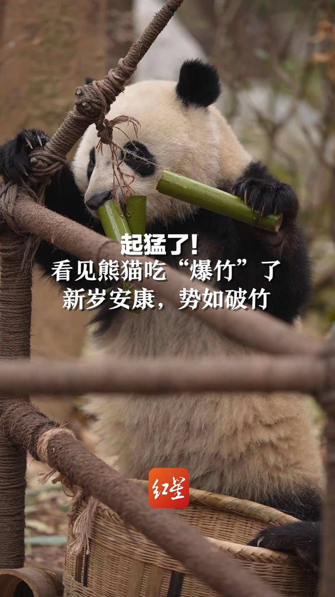 起猛了！看见熊猫吃“爆竹”了，新岁安康，势如破竹