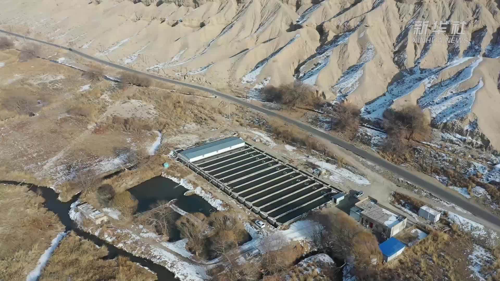 新疆和静县：7万尾冷水鱼春节上市