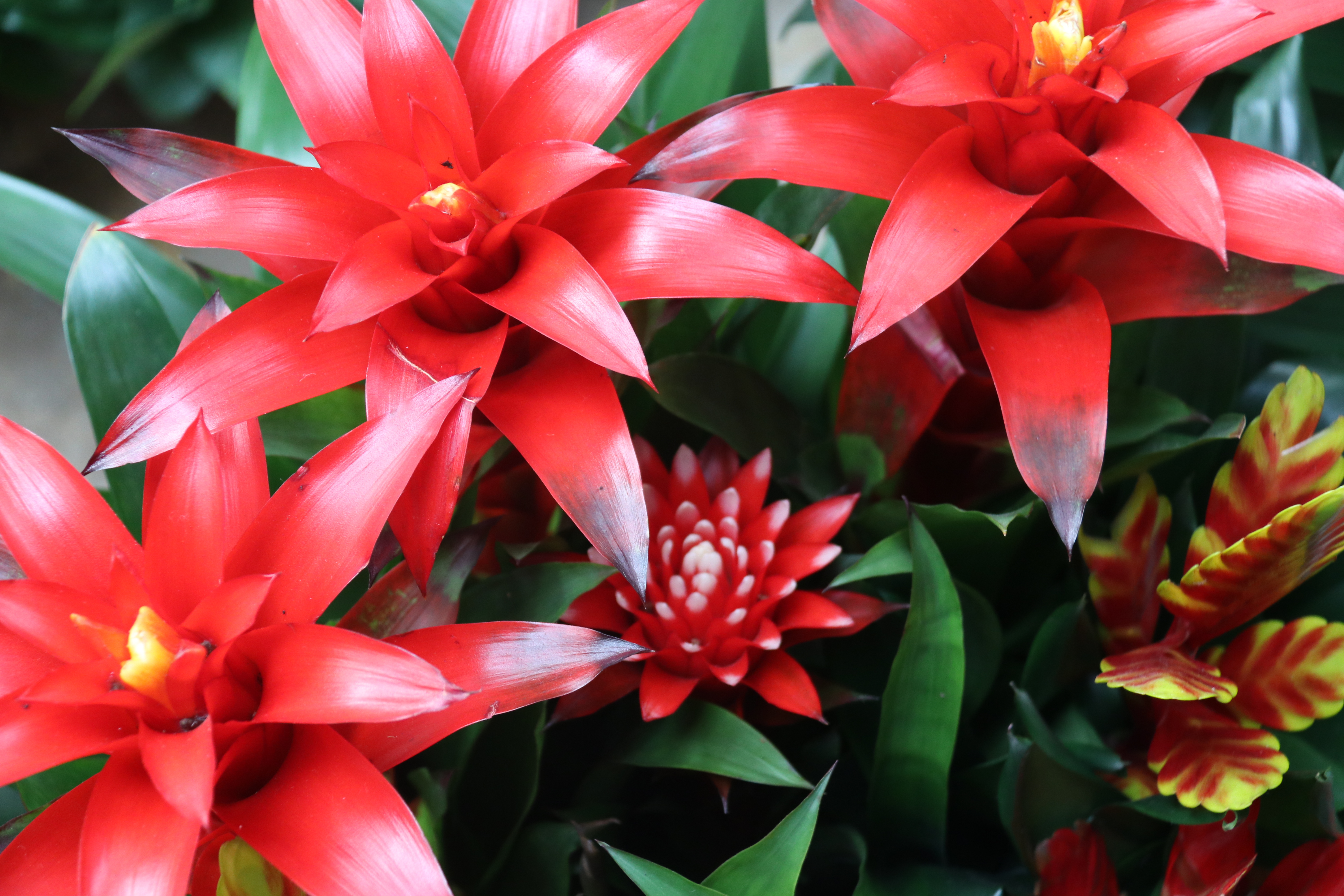新春走基层—快来崂山区枯桃花卉市场挑选绿植花卉吧！