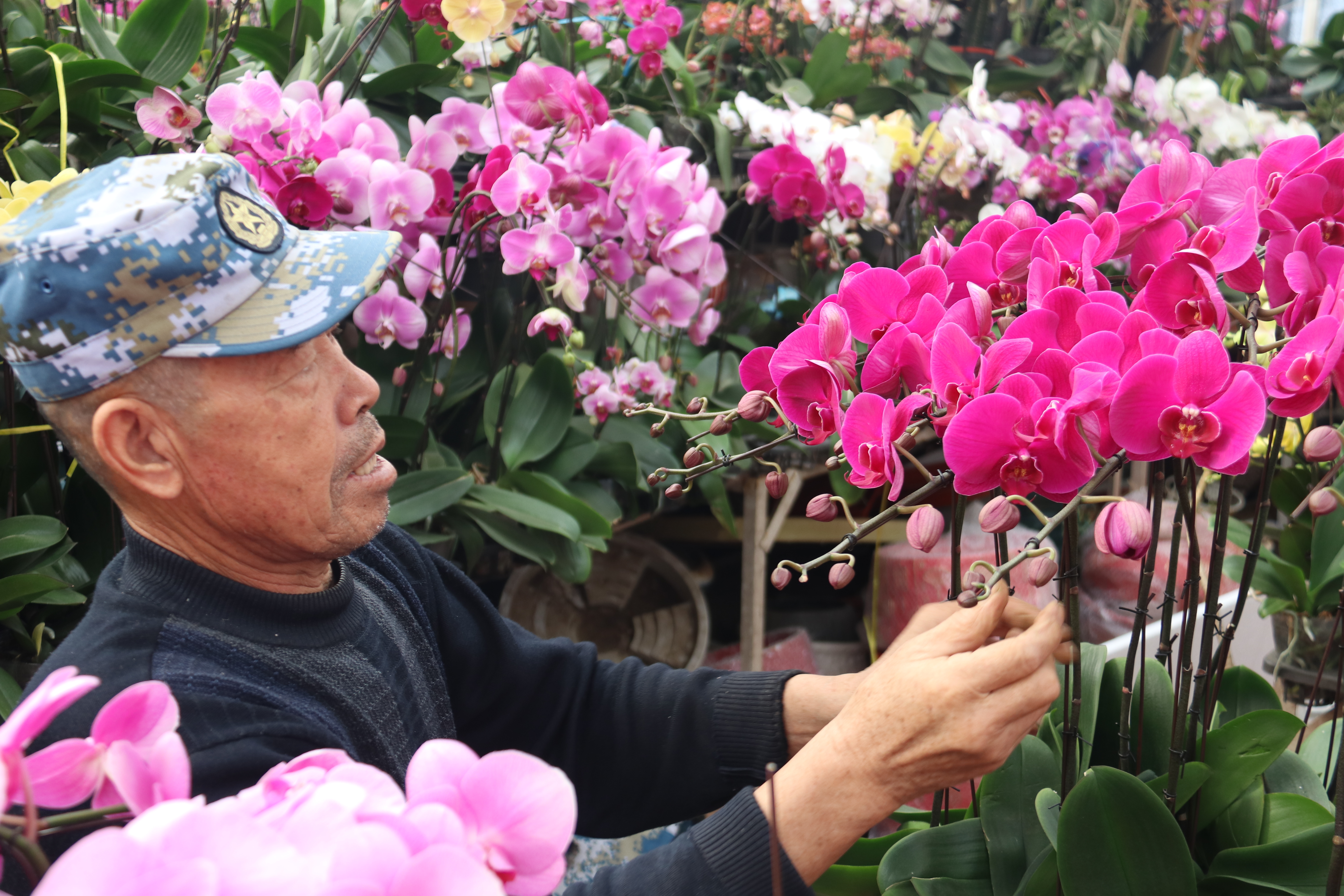 新春走基层—快来崂山区枯桃花卉市场挑选绿植花卉吧！