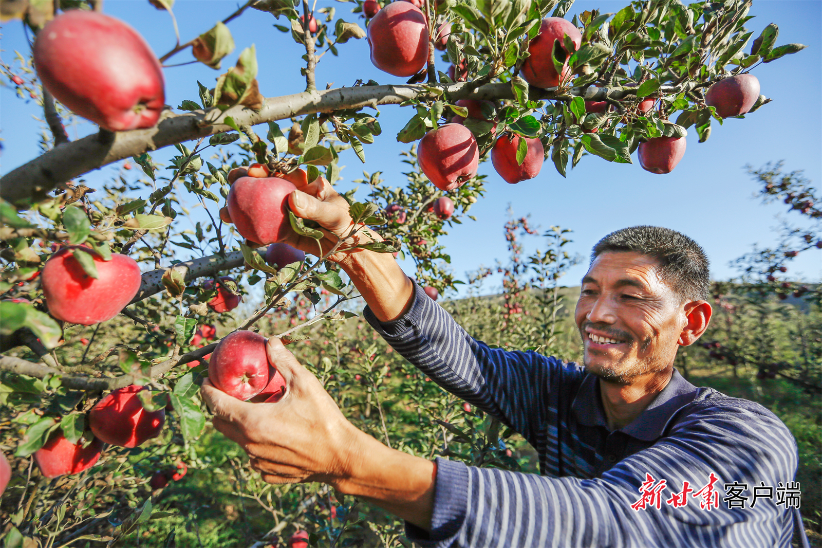礼县苹果丰收，农户脸上洋溢着喜悦。（新甘肃&middot;甘肃日报通讯员　冉创昌　摄）