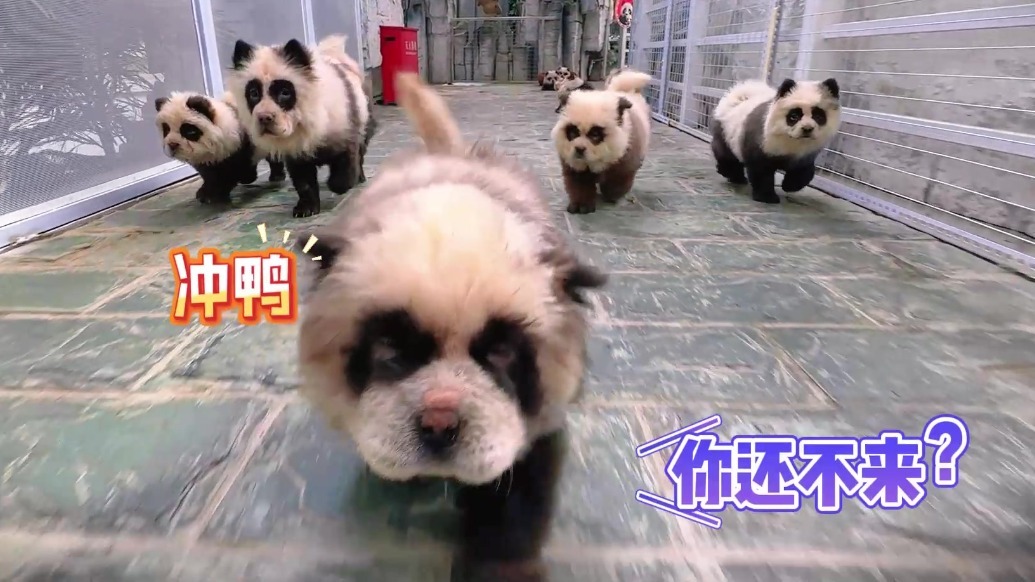 春节来肃州和萌宠约会　毛茸茸萌翻了