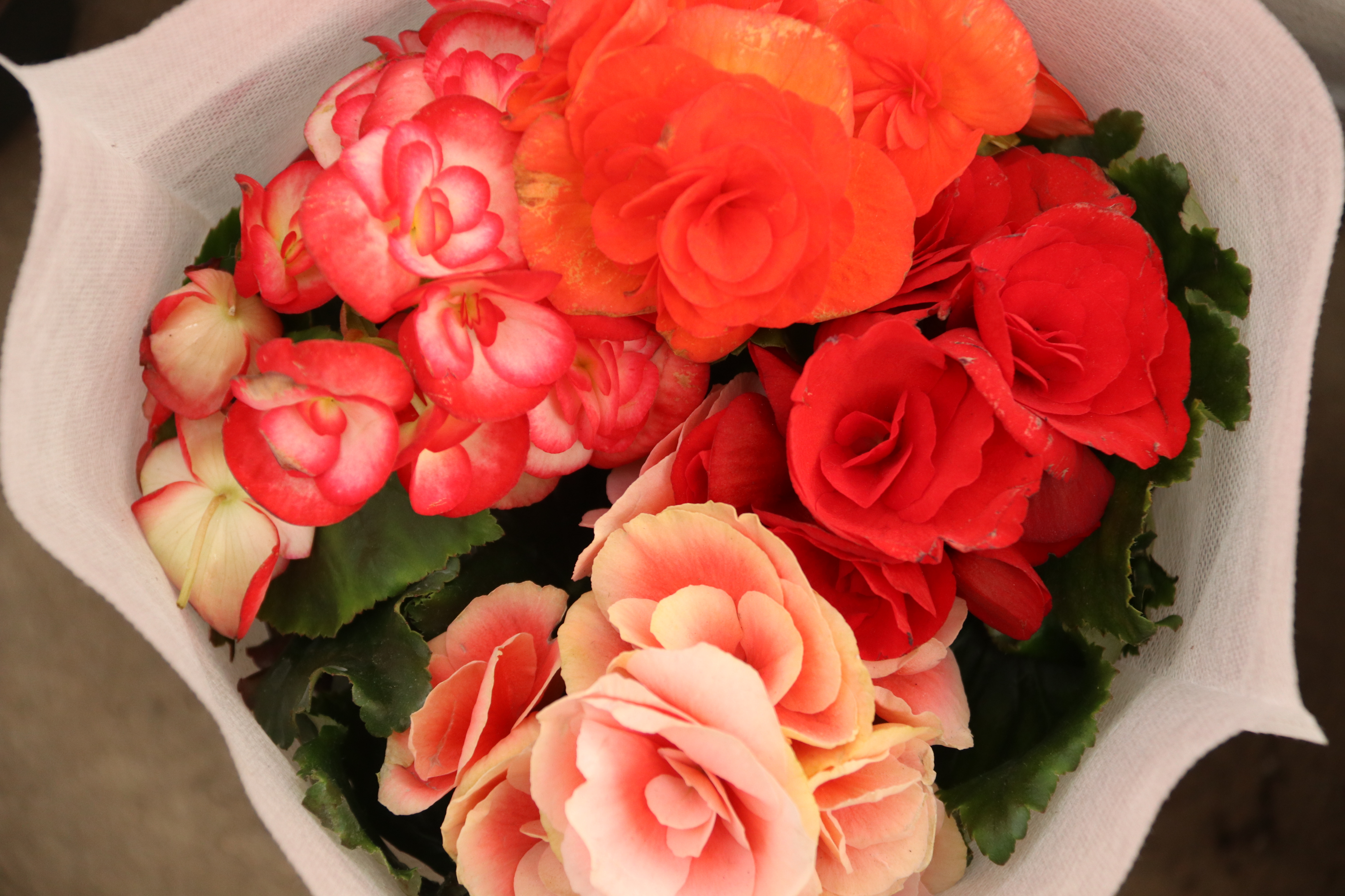 新春走基层—快来崂山区枯桃花卉市场挑选绿植花卉吧！