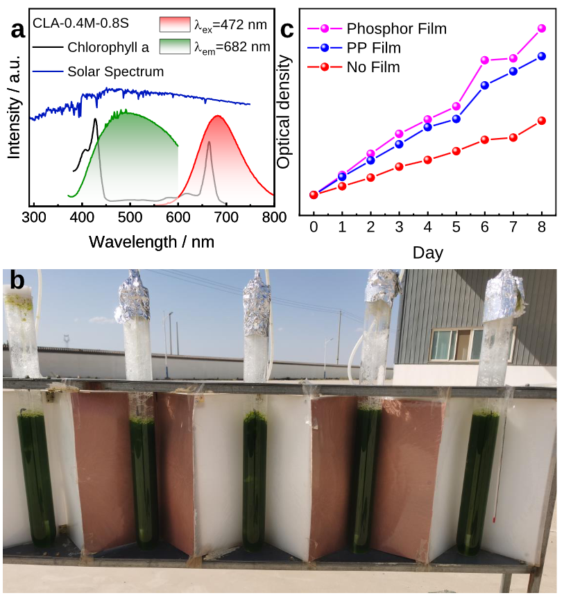 Ca1-zSrzLi1-xMg2xAl3-xN4:yEu2+转光膜促进植物生长的应用