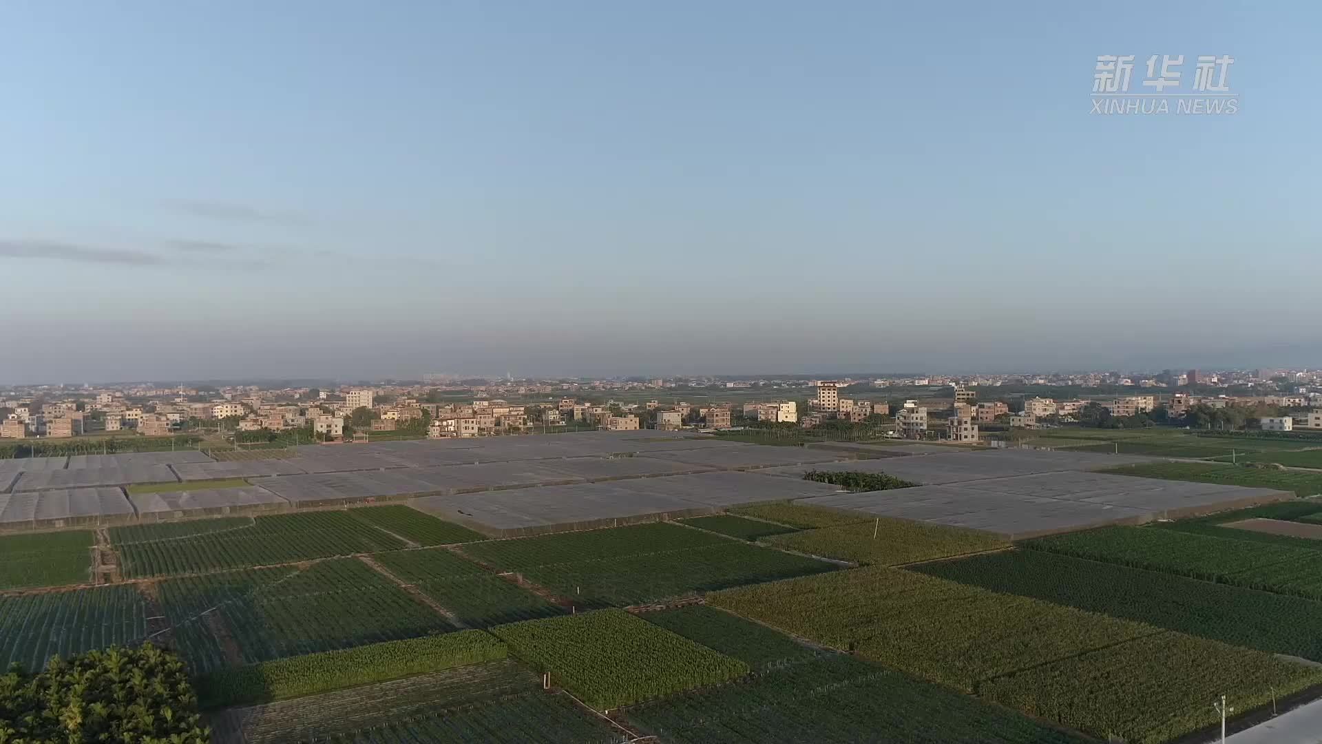 新春走基层｜海南：瓜果飘香 保春节市场供应