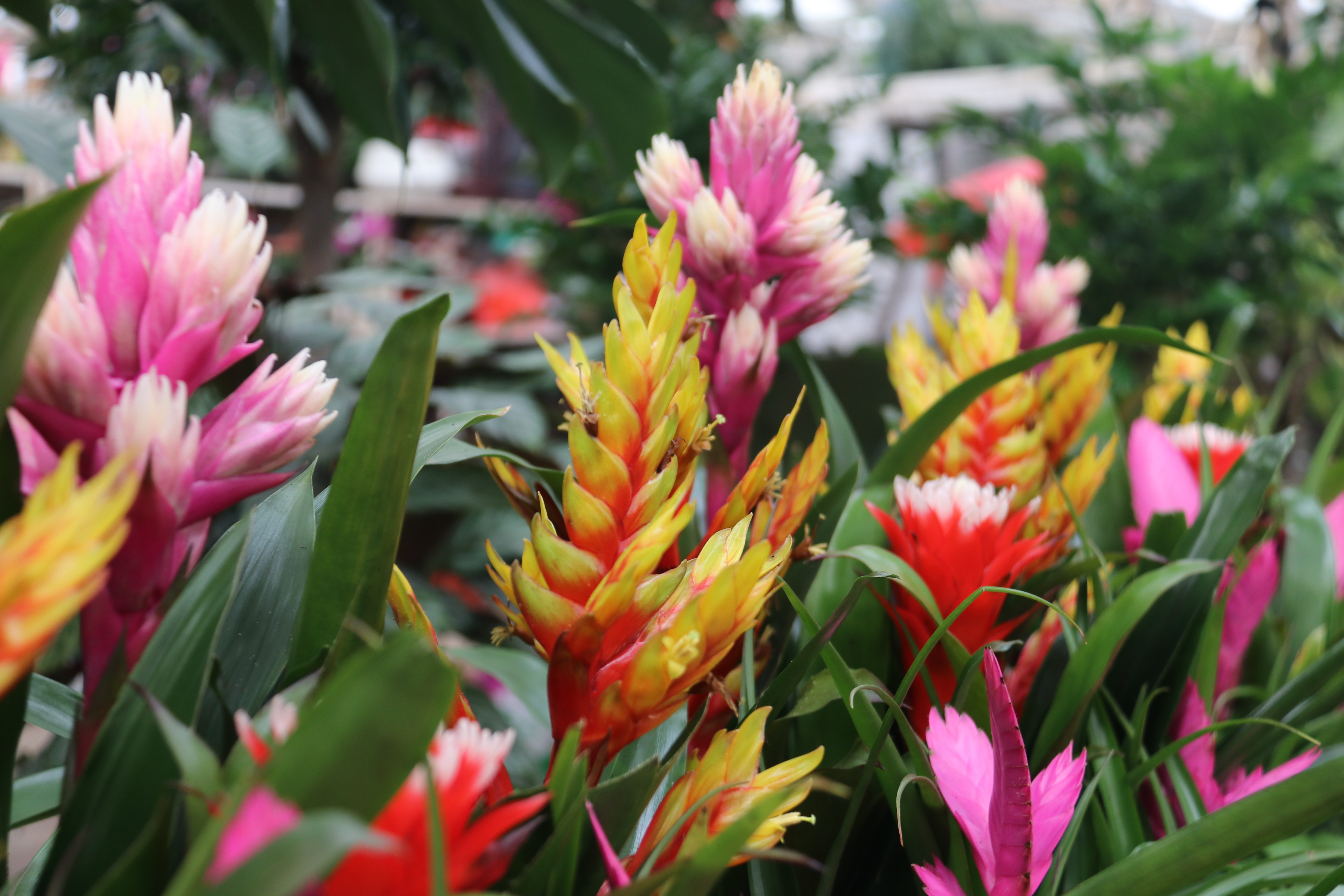 新春走基层—快来崂山区枯桃花卉市场挑选绿植花卉吧！