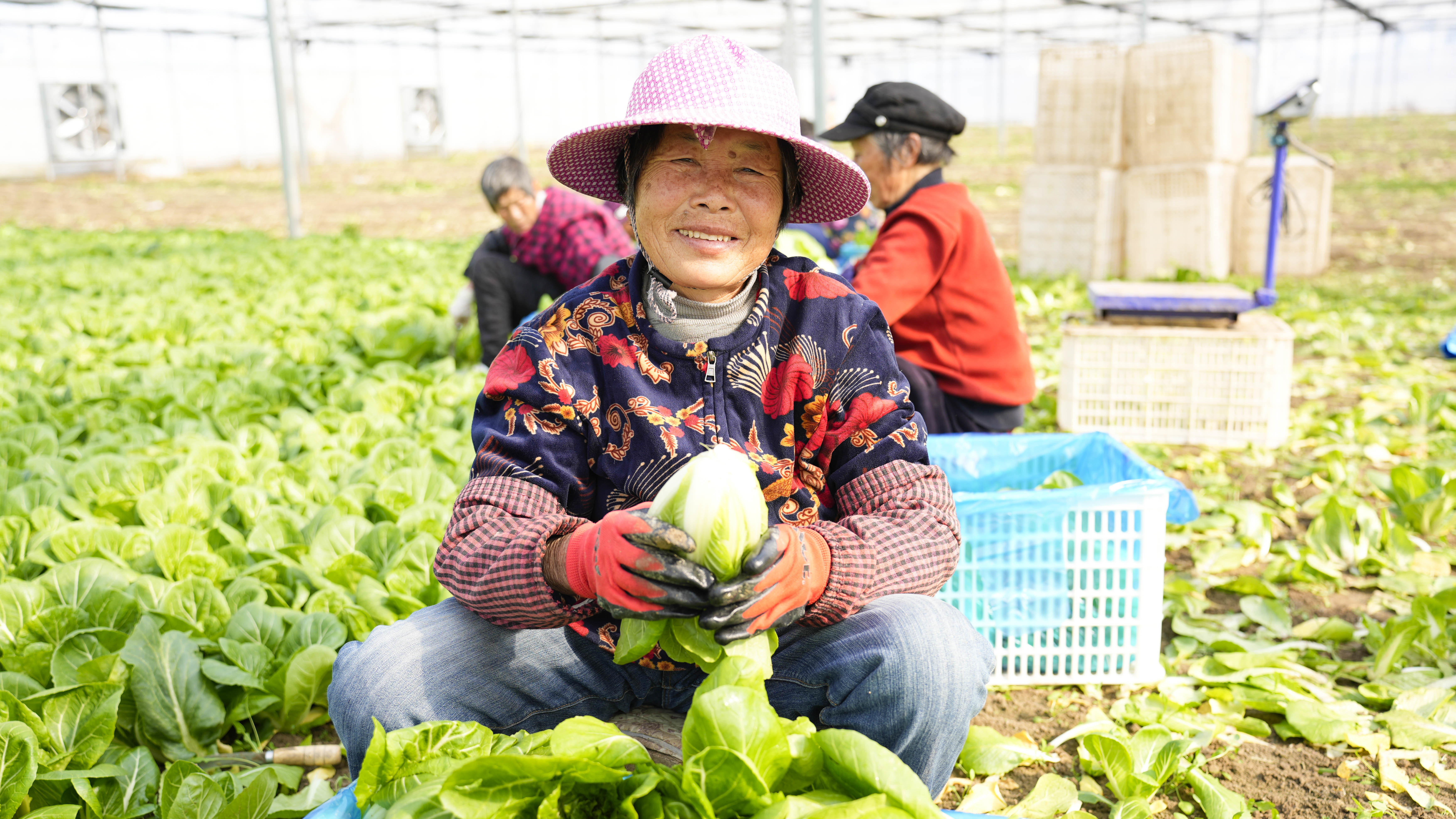 江苏如东培育“芯”动能 激活乡村振兴“园”动力