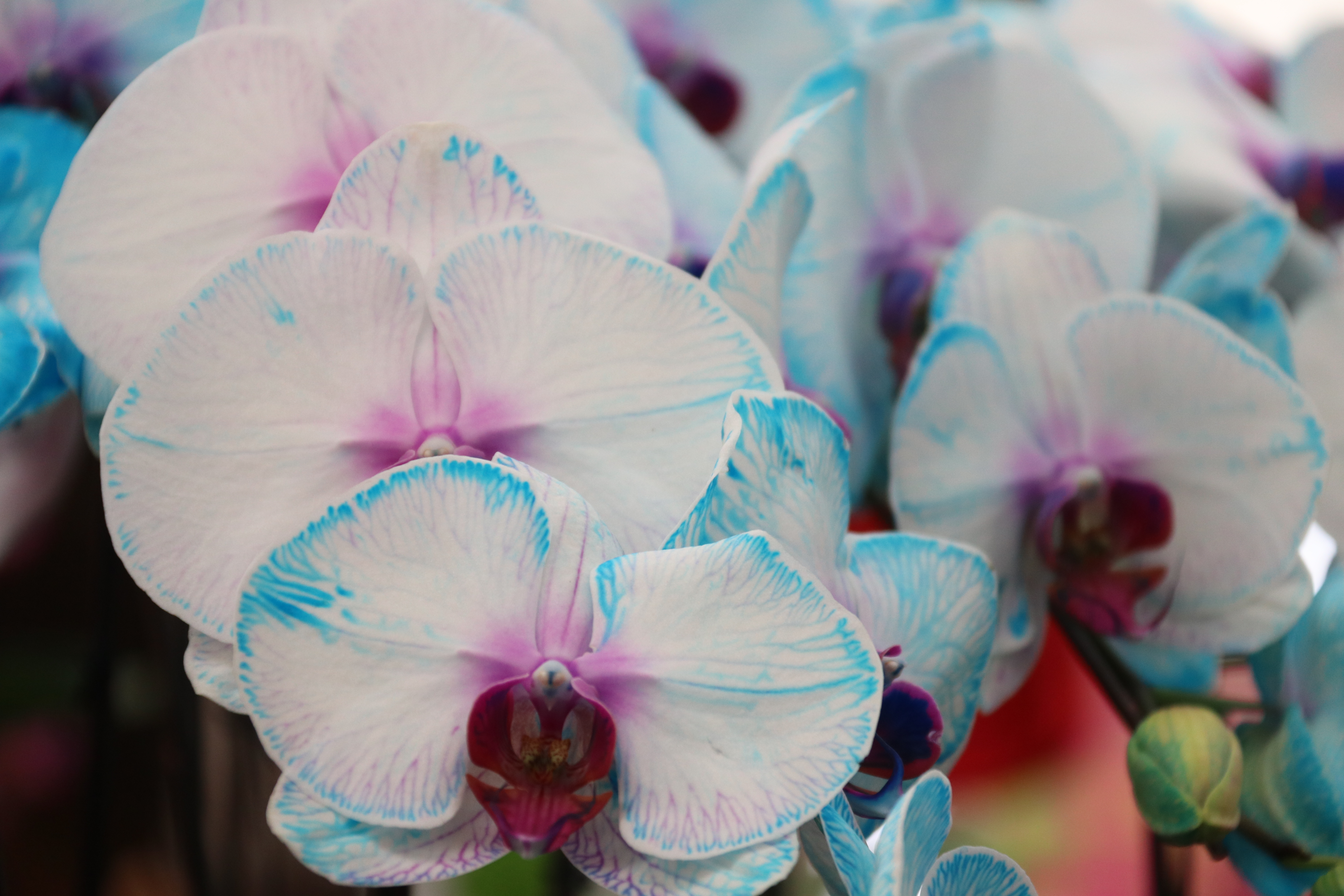 新春走基层—快来崂山区枯桃花卉市场挑选绿植花卉吧！