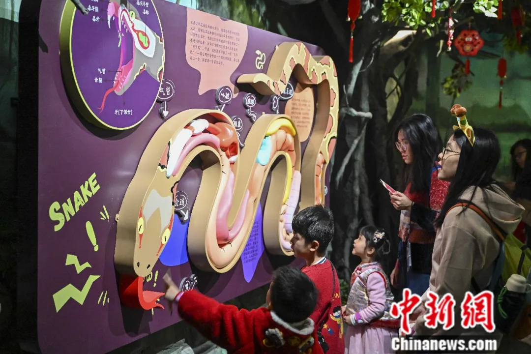 2025年1月22日，广州长隆野生动物世界内的蛇馆“金蛇秘境”经升级改造后正式开馆迎客。图为蛇馆内的蛇类科普装置吸引游客。中新社记者　陈骥旻　摄