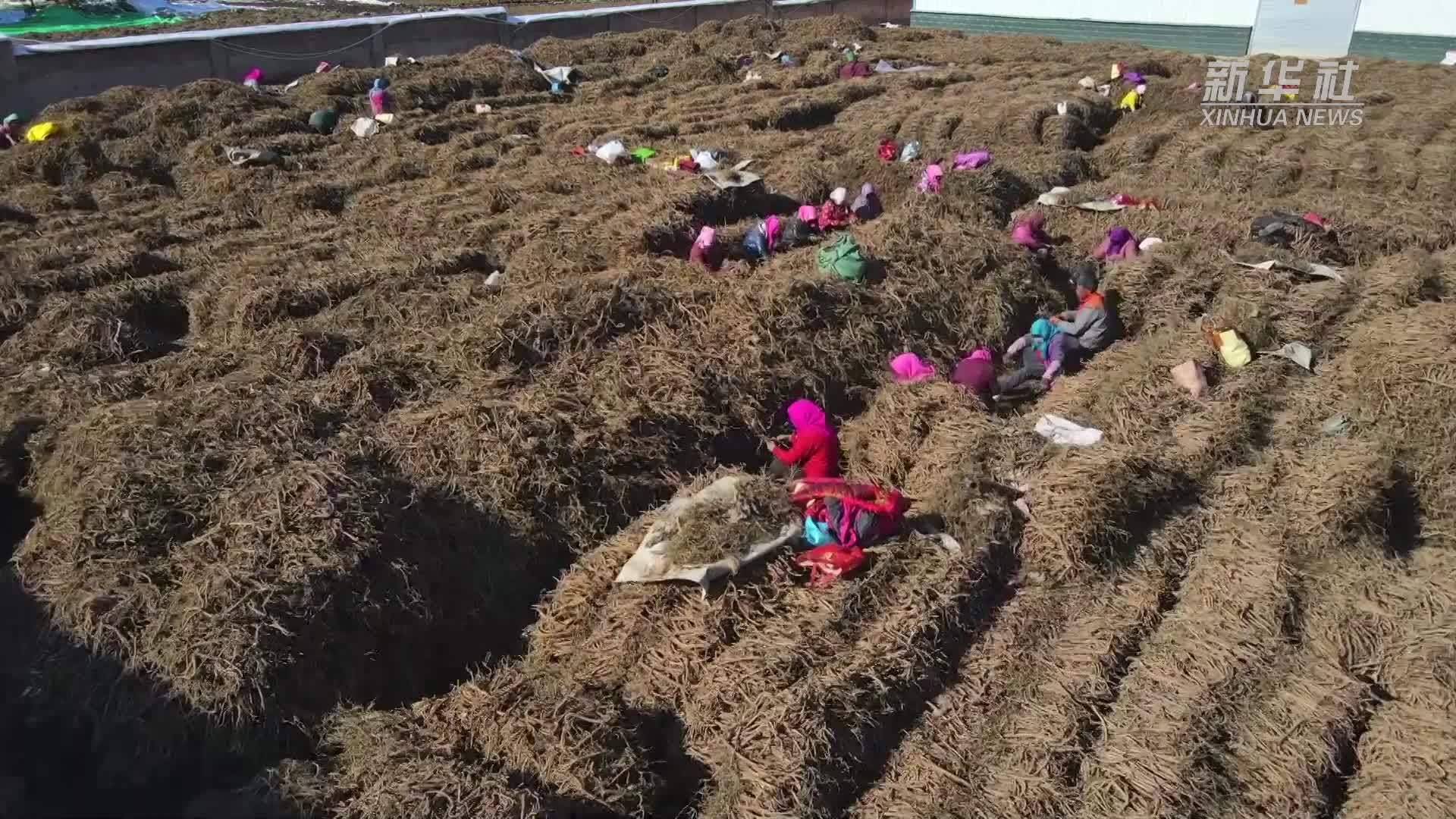 新春走基层｜甘肃定西：“渭水之源”中药材飘香