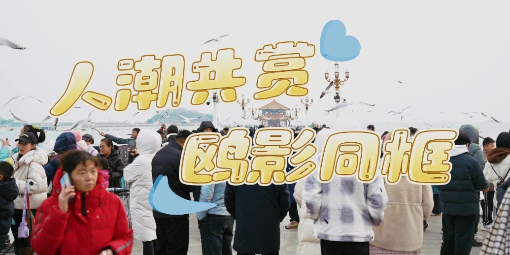 凤凰视频|人潮共赏，鸥影同框