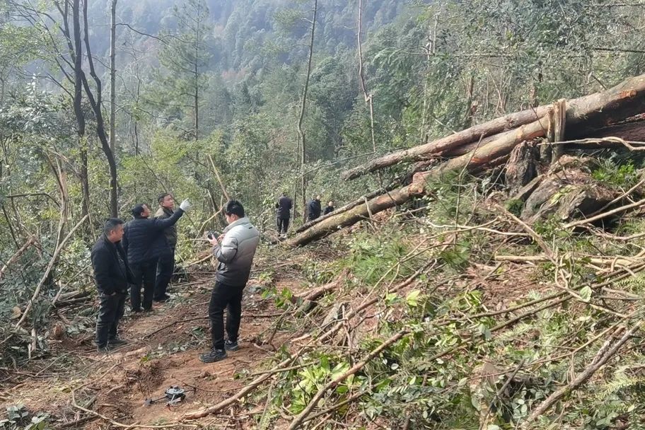 湖南张家界：滥伐树木230株，两村民被采取刑事强制措施