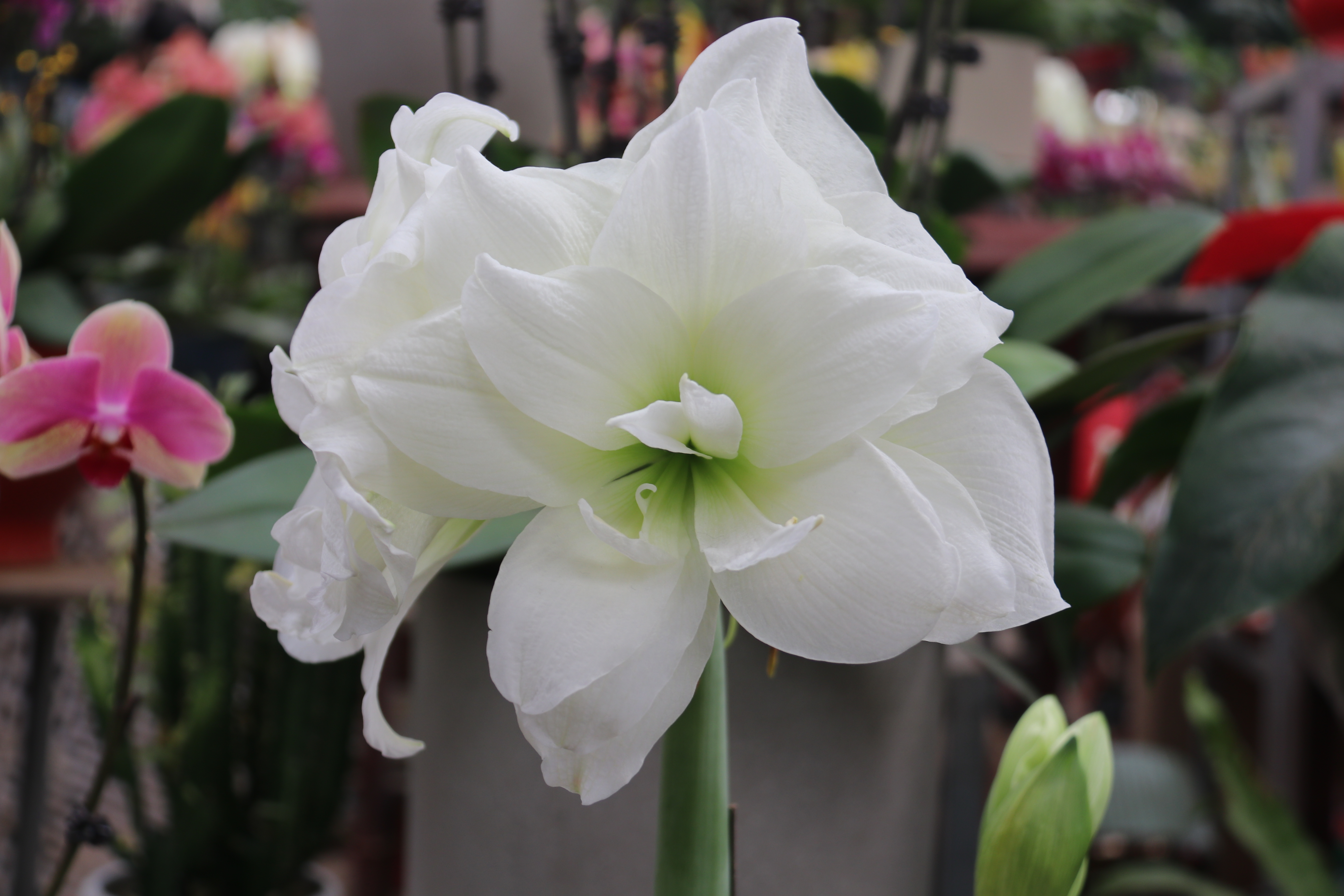 新春走基层—快来崂山区枯桃花卉市场挑选绿植花卉吧！