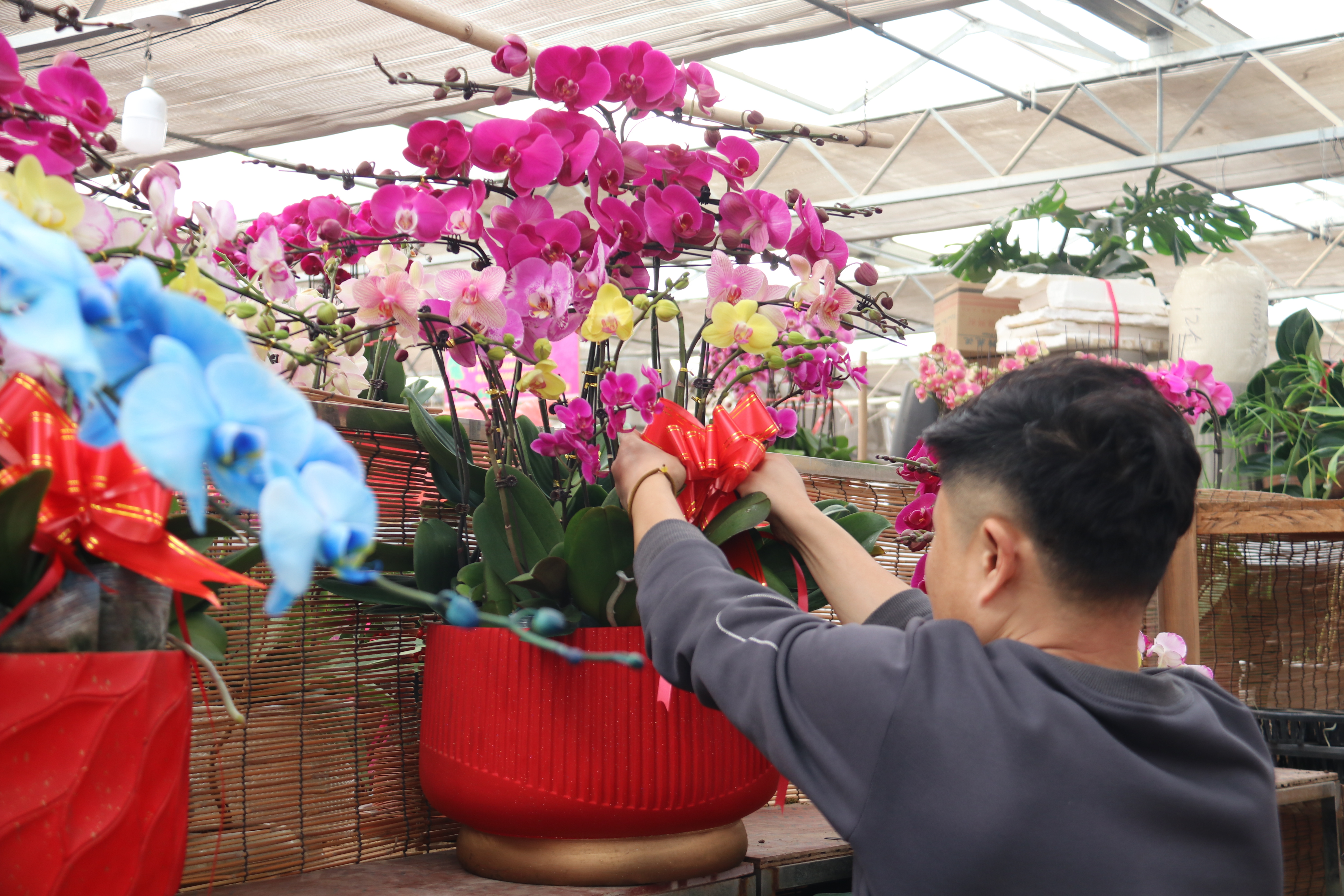 新春走基层—快来崂山区枯桃花卉市场挑选绿植花卉吧！