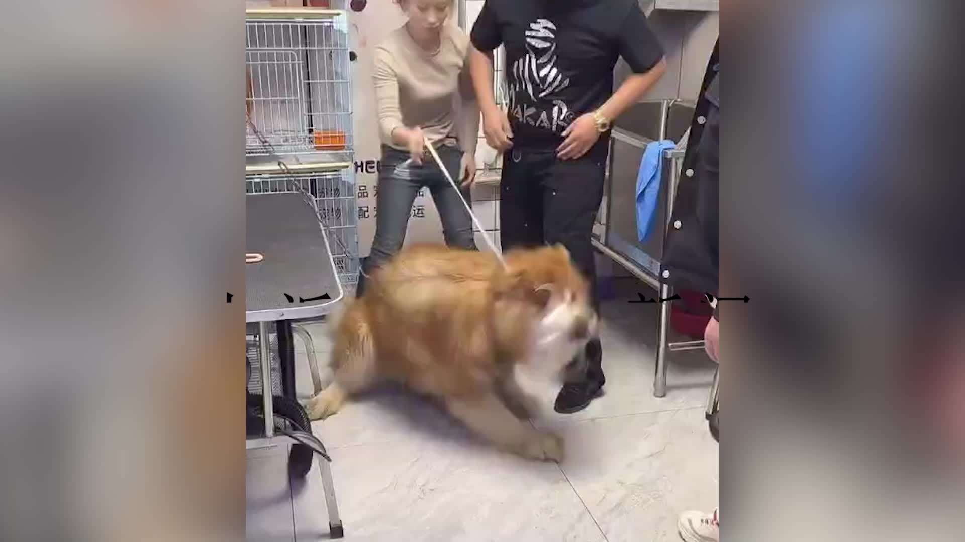 退役军犬驯导师：暴力训狗是马戏团的方法，正向训练是通过心理纠正行为