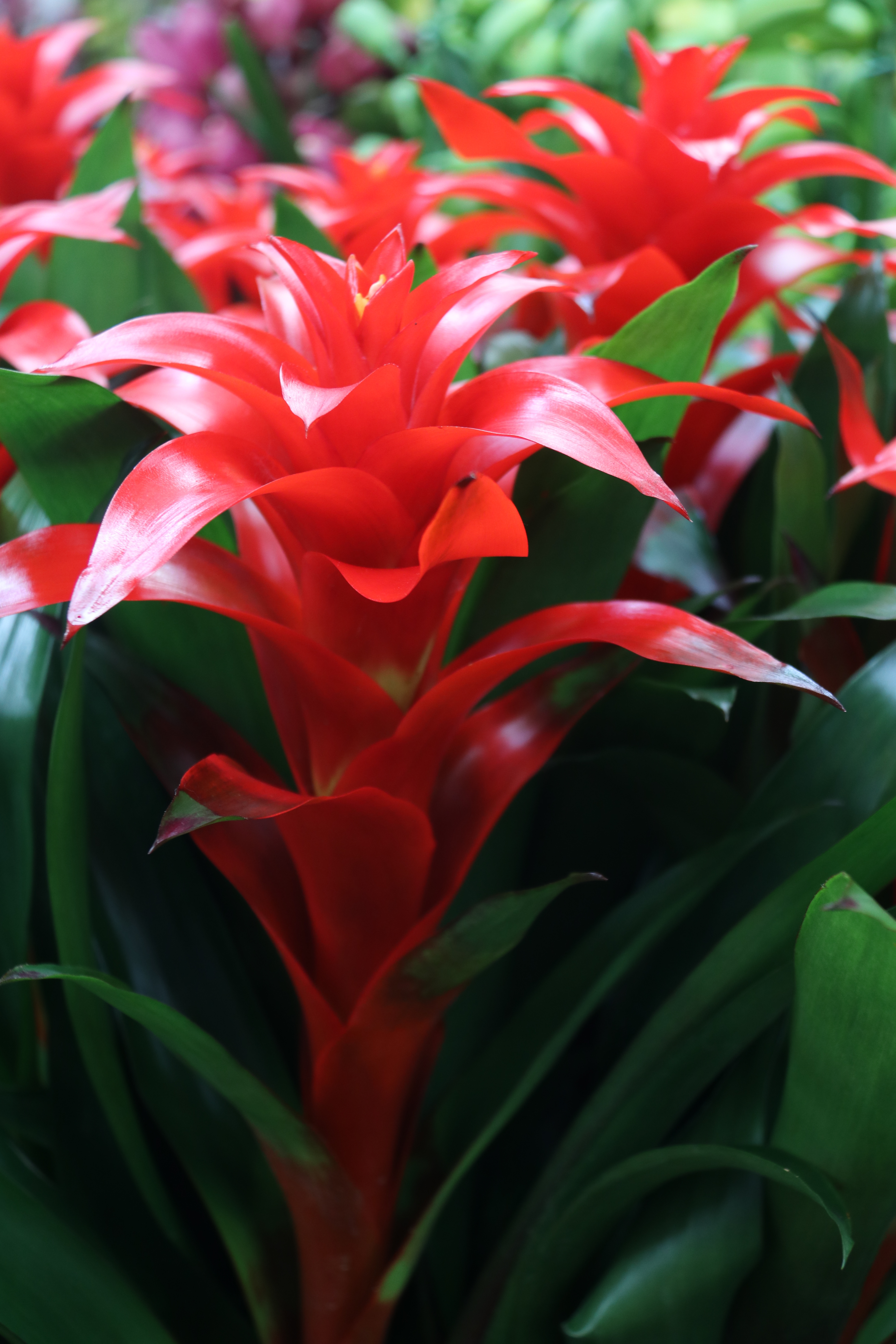 新春走基层—快来崂山区枯桃花卉市场挑选绿植花卉吧！