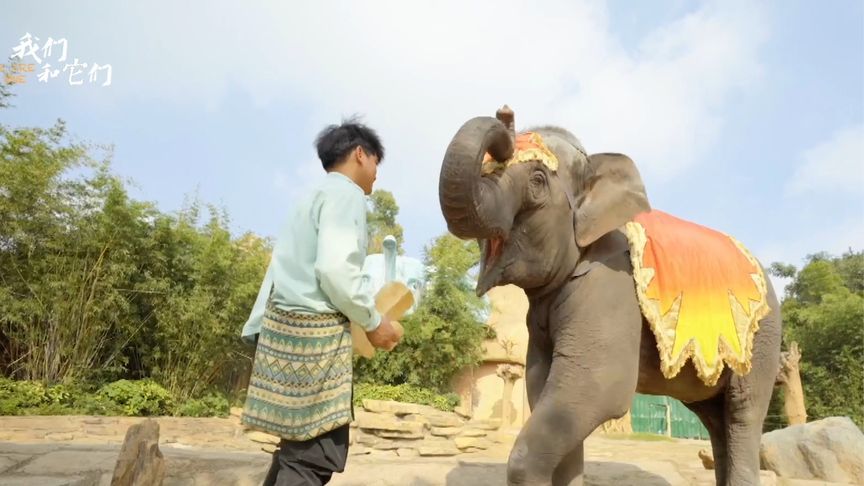 大象相亲也疯狂，社牛母象大跳“脱衣舞”放飞自我，公象受震撼变社恐