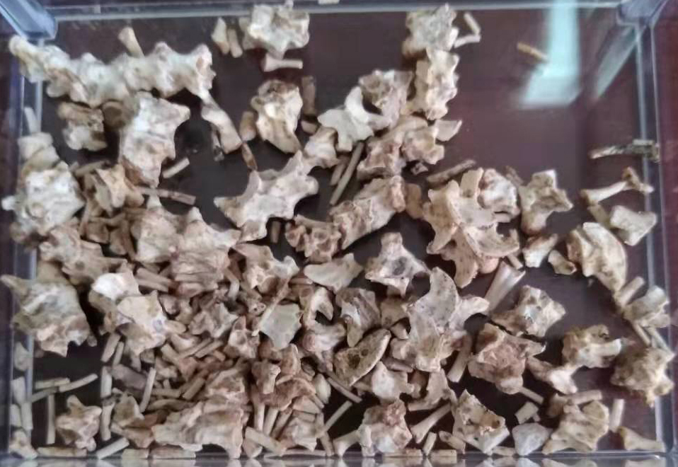 图2.从围岩中清理出的沙蚺化石碎片