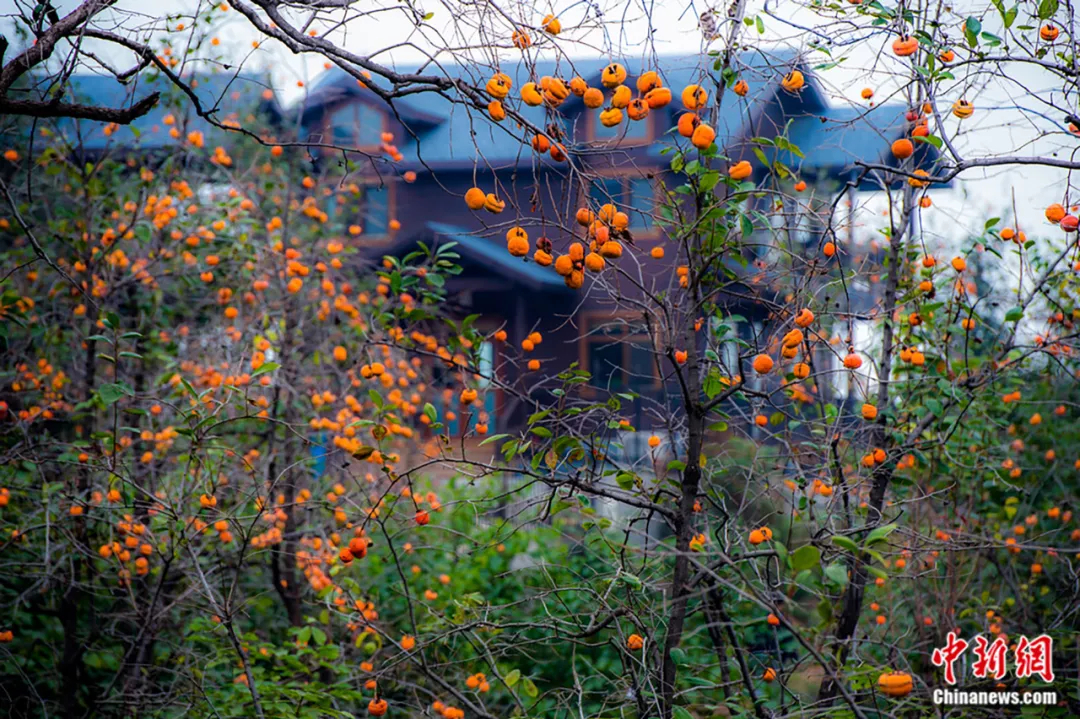 千年古县顺平县特产柿子。保定文旅供图