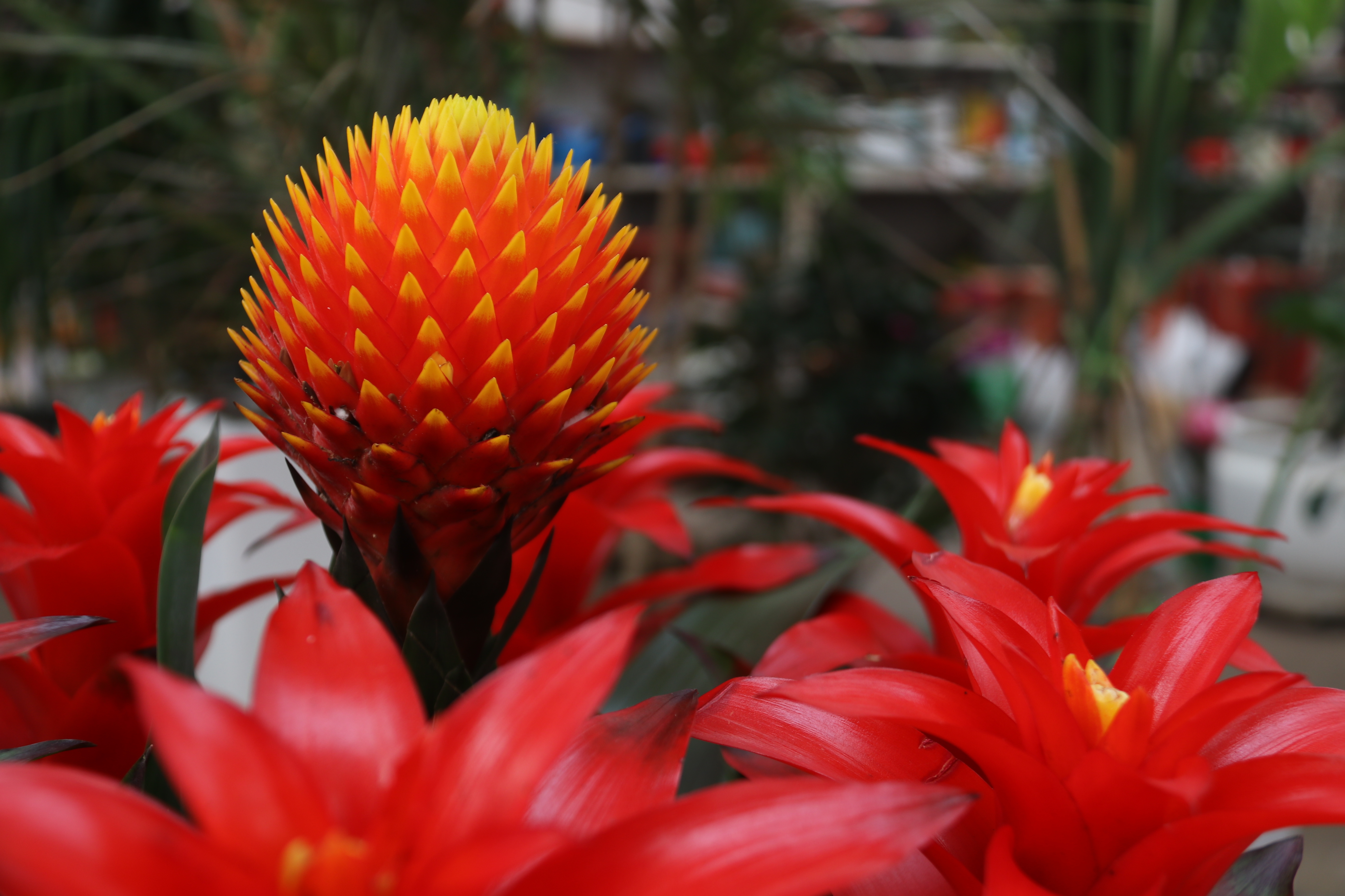 新春走基层—快来崂山区枯桃花卉市场挑选绿植花卉吧！