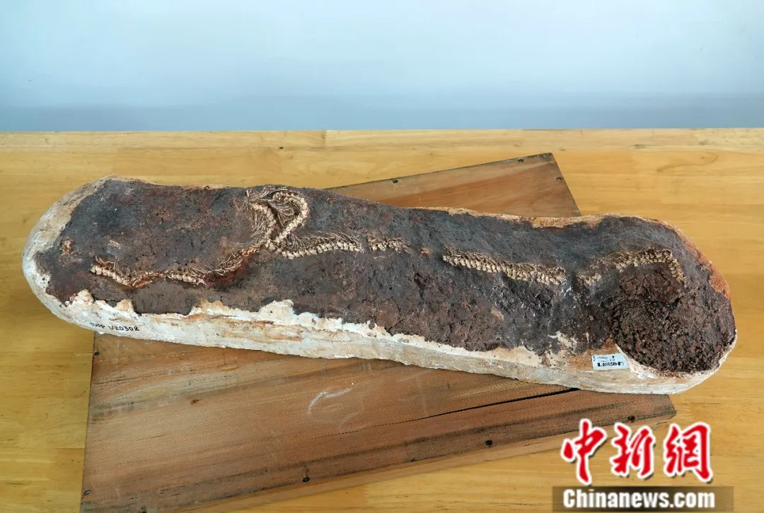 中国科学院古脊所标本馆收藏的一件200多万年前的蛇化石标本　中新社记者　孙自法　摄