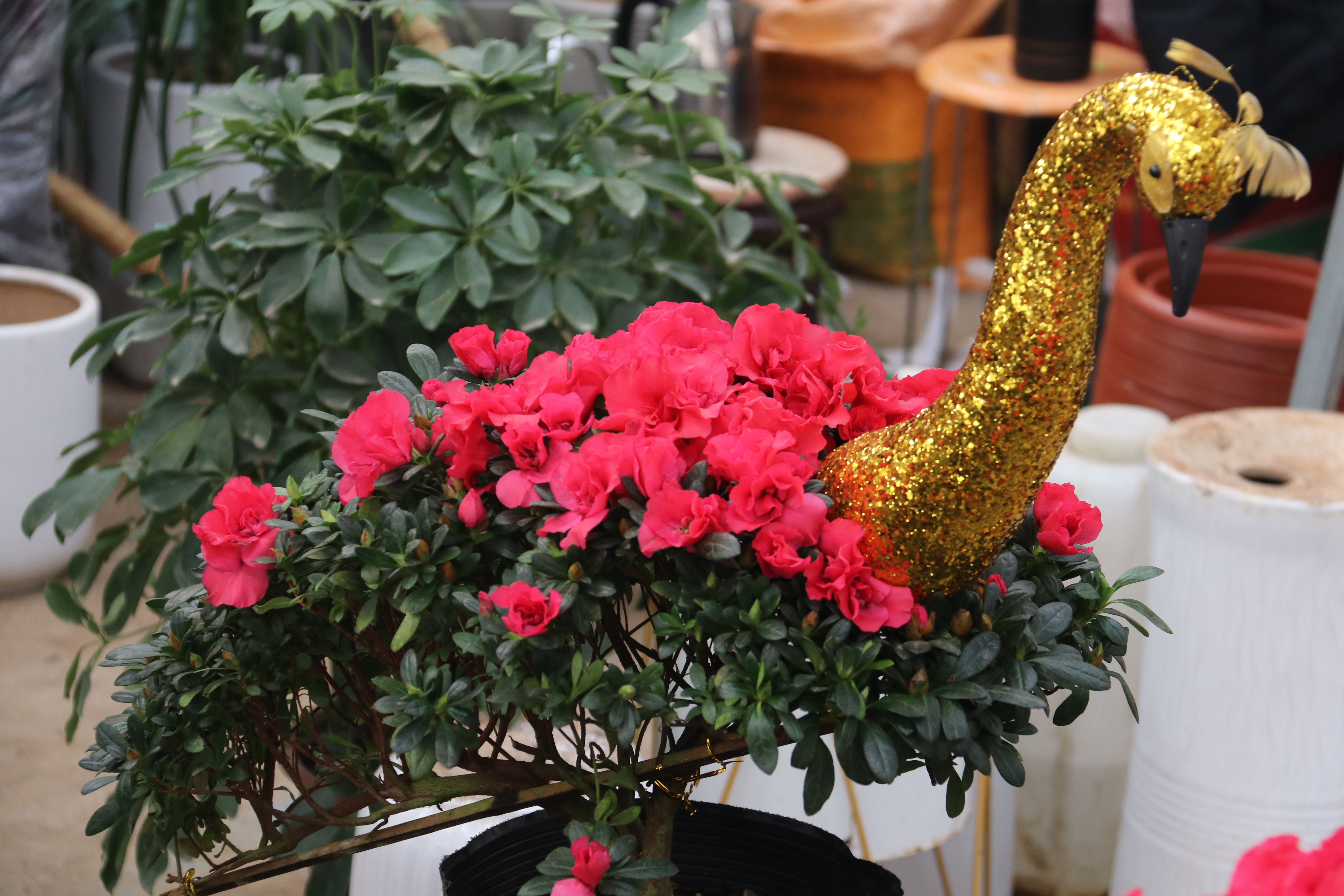 新春走基层—快来崂山区枯桃花卉市场挑选绿植花卉吧！