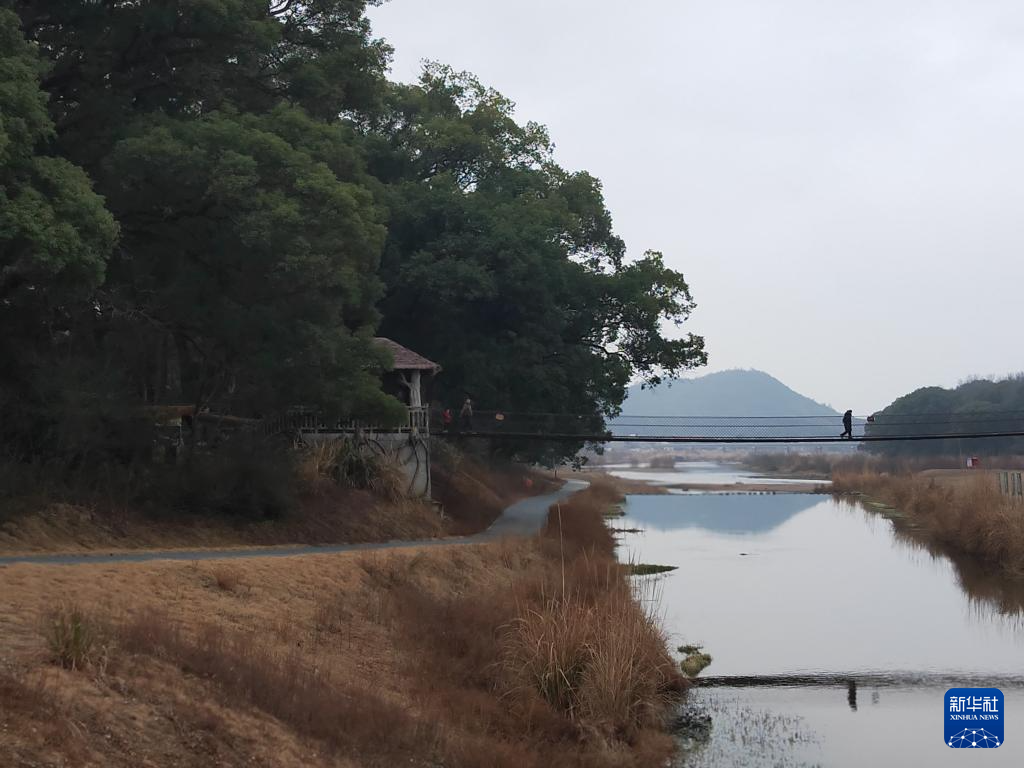 2025年2月3日，游客在江西省抚州市乐安县古樟林游玩。新华社记者 刘红霞 摄