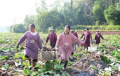 近日,荫平镇群乐村,村民在搬运香芋。 向成国 摄