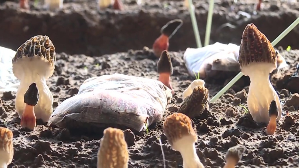 【视频】张掖甘州：特色农业助农增收