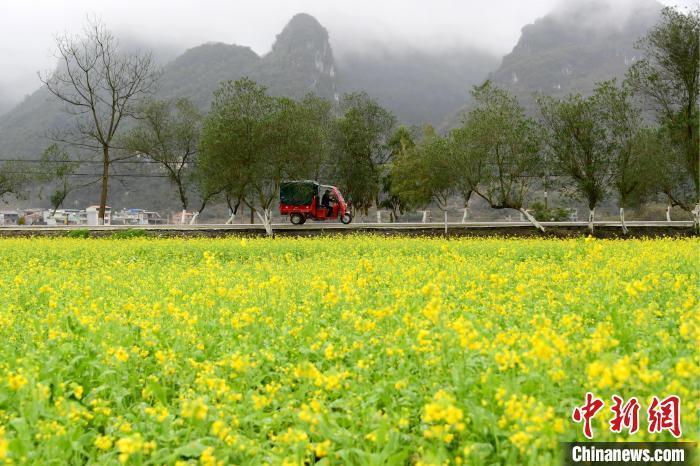 资料图：油菜花绽放，春景如画。廖光福 摄