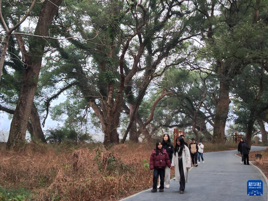 2025年2月3日，游客在江西省抚州市乐安县古樟林游玩。新华社记者 刘红霞 摄