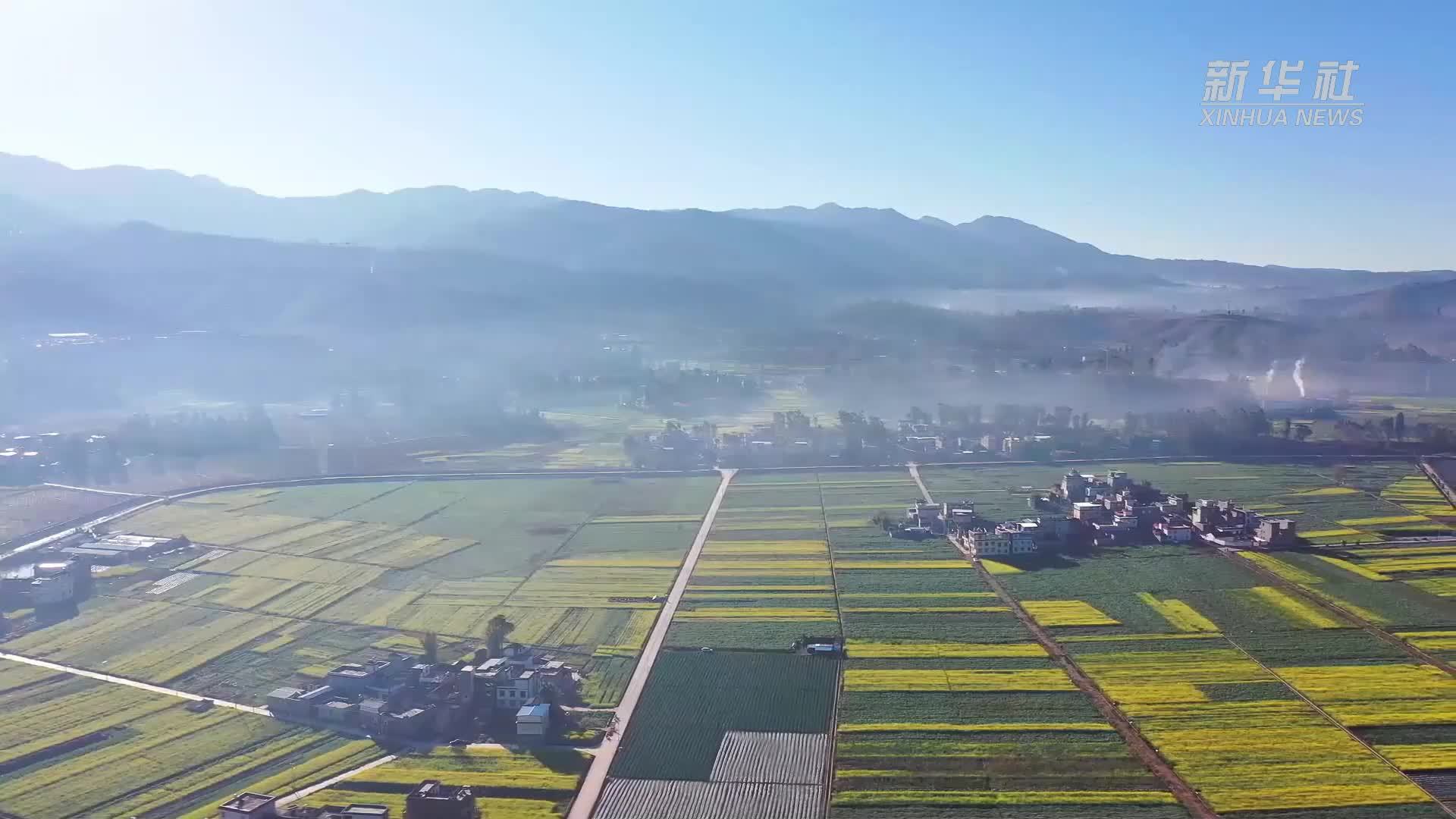 云南姚安：油菜花次第绽放 踏青赏花正当时