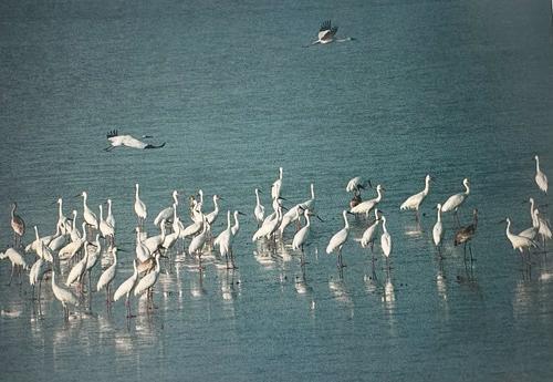 张词祖作品《白鹤》(1994年吴城大湖池)